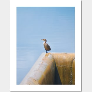 Double-Crested Cormorant I Posters and Art